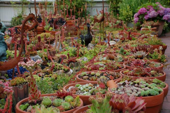 Sempervivum Dachwurz Hauswurz